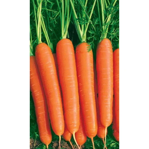 Семена Морковь Нантская красная (УД) ЕП_2