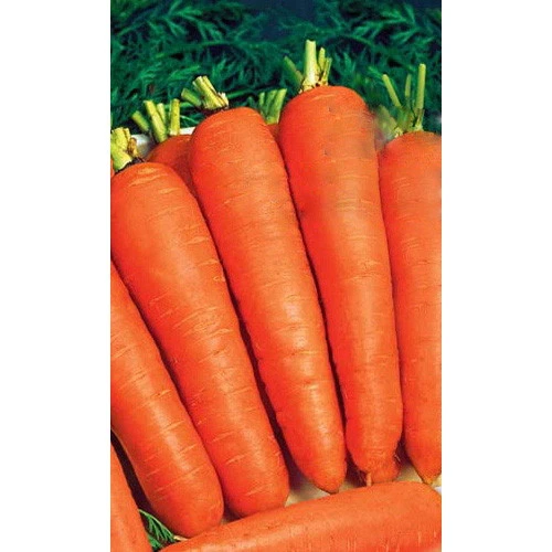 Семена Морковь Марс F1 (УД) ЕП_2