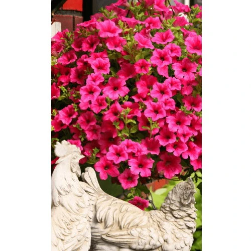 Семена Цветы Петуния многоцетковая Пинк Парадайз 0,05гр F1 (УД) ЕП_3