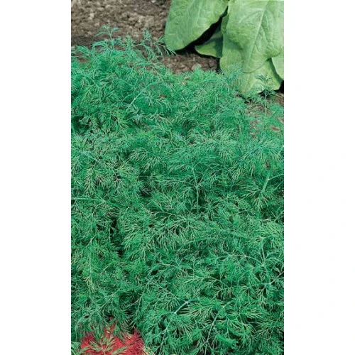 Семена Укроп Обильнолиственный 2гр (УД) Е/П