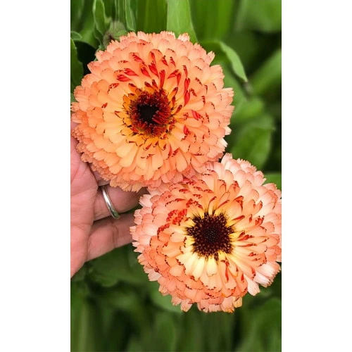 Семена Цветы Календула Розовый Сюрприз (УД) ЕП_2